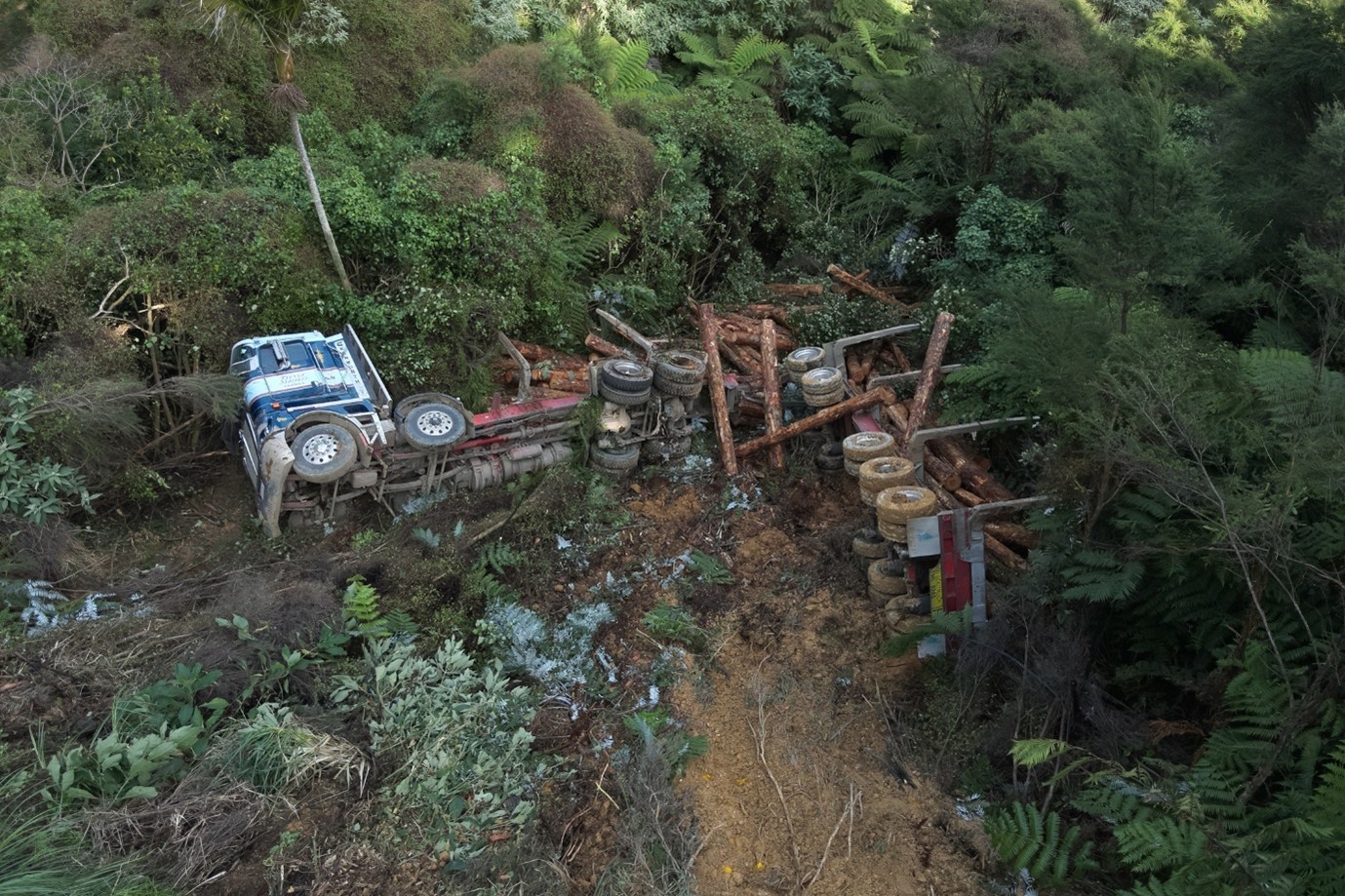 [image] Forest360 - media release - November 2025 - large